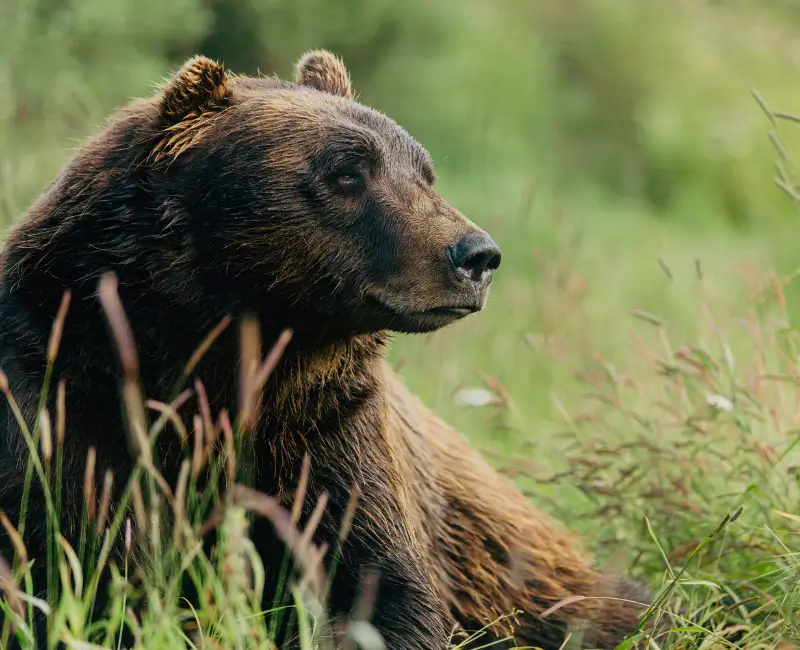 PCL_Anchorage_Alaska_Widlife_Conservation_Centre_Wildlife